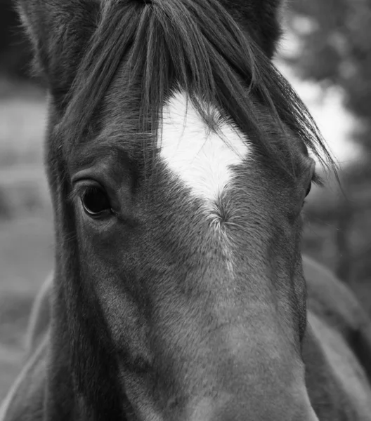 Krajowa koń - equus ferus caballus — Zdjęcie stockowe