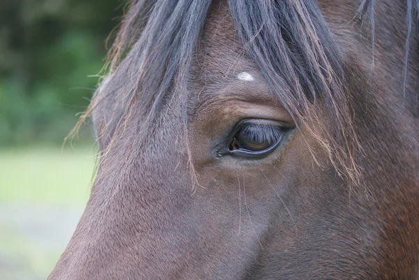 Gedomesticeerde paard - equus ferus caballus — Stockfoto