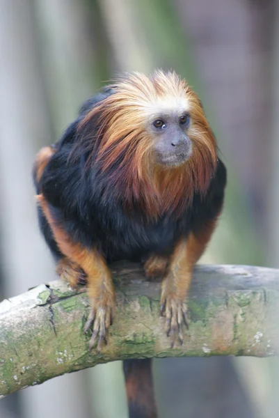 Tamarin león de cabeza dorada - Leontopithecus chrysomelas — Foto de Stock