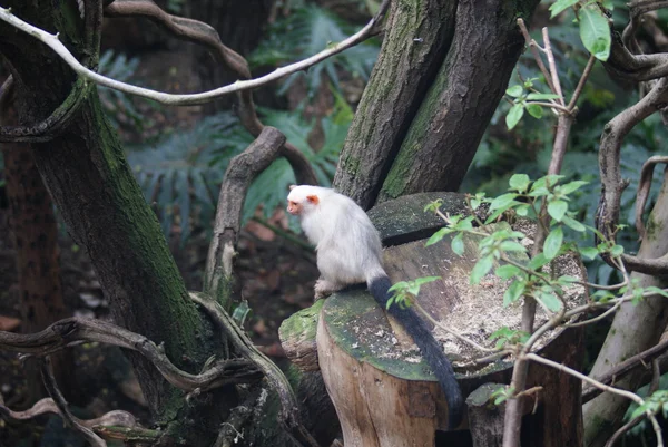 Simli marmoset - mico argentatus — Stok fotoğraf