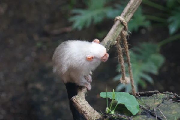 Simli marmoset - mico argentatus — Stok fotoğraf