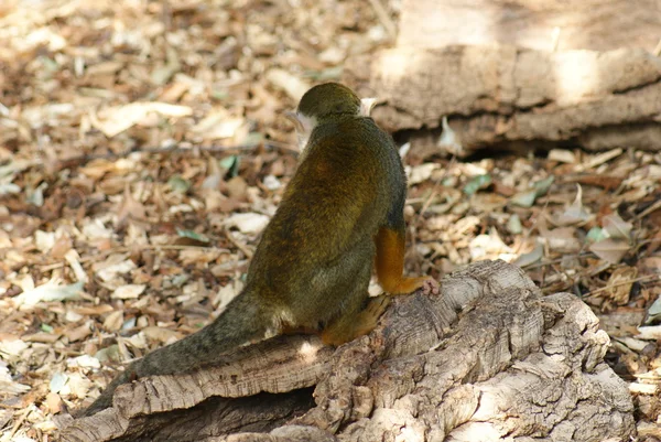 Singe écureuil commun - Saimiri sciureus — Photo