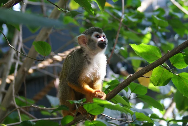 Mono ardilla común - Saimiri sciureus — Foto de Stock