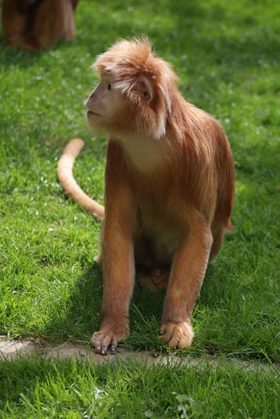 Яванський лангур - Trachypithecus auratus — стокове фото