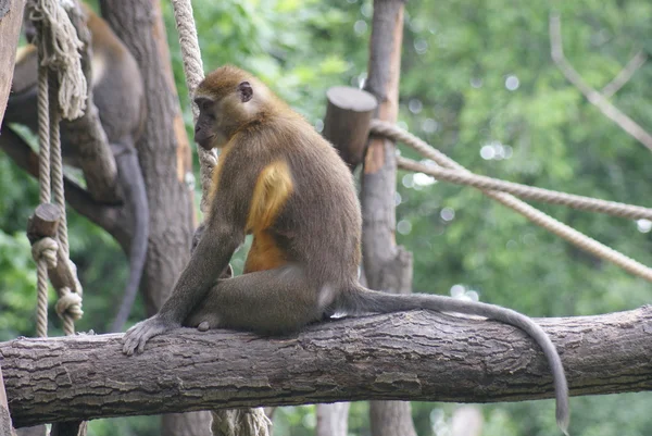 Golden-bellied Mangabey - Cercocebus chrysogaster — Stockfoto