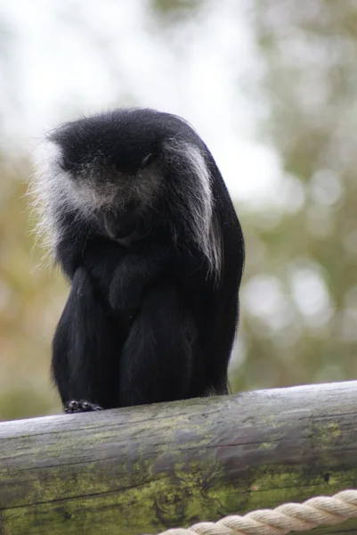 Král colobus - colobus polykomos — Stock fotografie