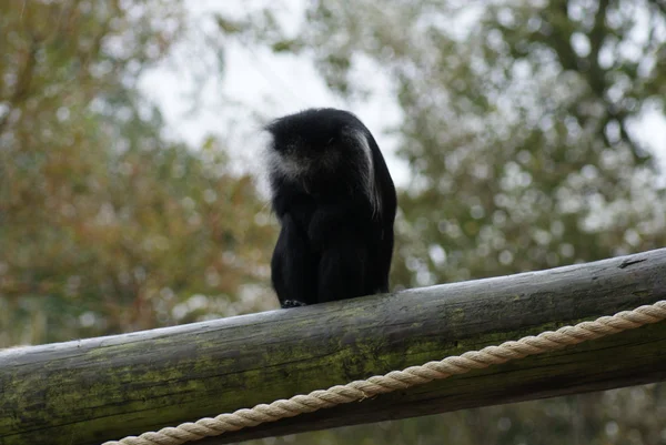 Colobus - colobus polykomos Kral — Stok fotoğraf