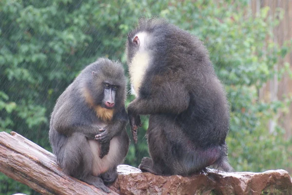 Mandril - Mandrillus sphinx — Foto de Stock