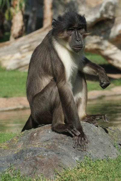 Talapoin - miopithecus - detailní obrázek — Stock fotografie