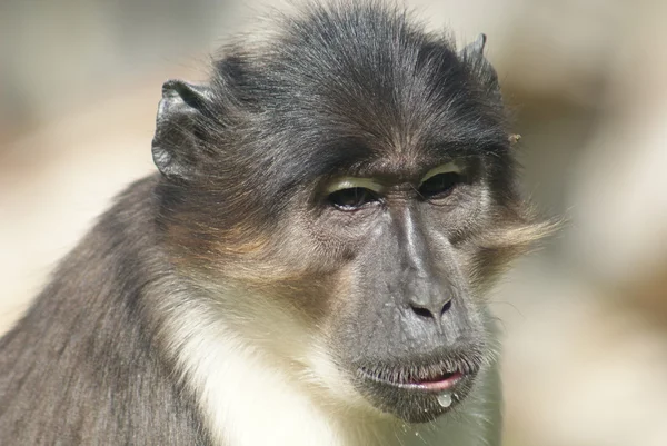 Talapoin - miopithecus - detailní obrázek — Stock fotografie