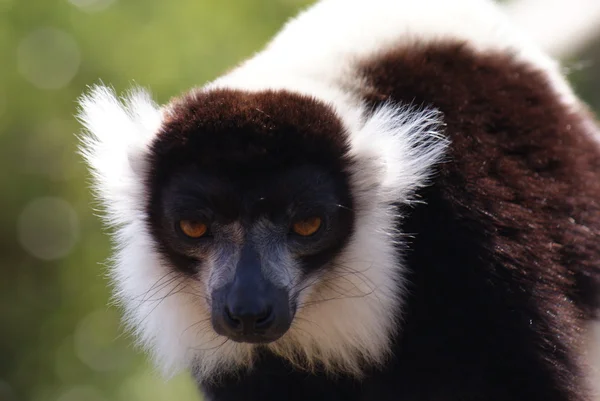 Lemur Ruffed preto e branco - Varecia variegata — Fotografia de Stock