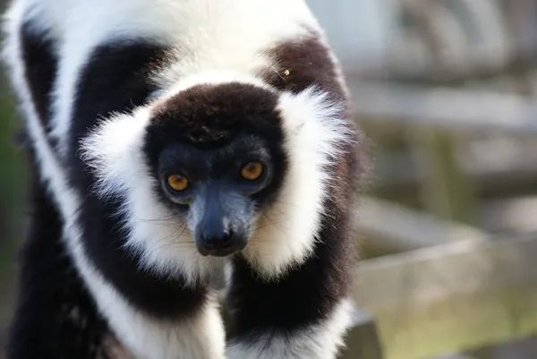 Lemur wari czarno-białe - varecia variegata — Zdjęcie stockowe