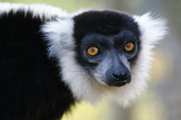 Lemur Ruffed preto e branco - Varecia variegata — Fotografia de Stock