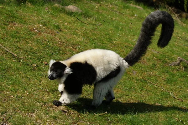 黑色和白色 ruffed 狐猴-varecia 山青 — 图库照片