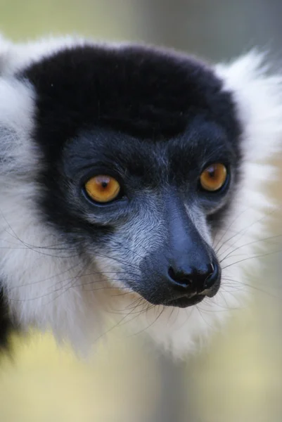 Lemur wari czarno-białe - varecia variegata — Zdjęcie stockowe