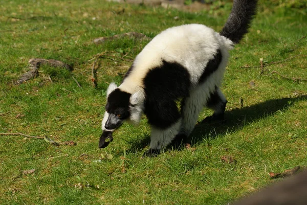 Siyah-beyaz Nomascus lemur - varecia variegata — Stok fotoğraf