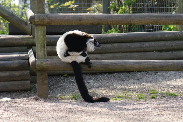 Zwart-wit vari lemur - varecia variegata — Stockfoto