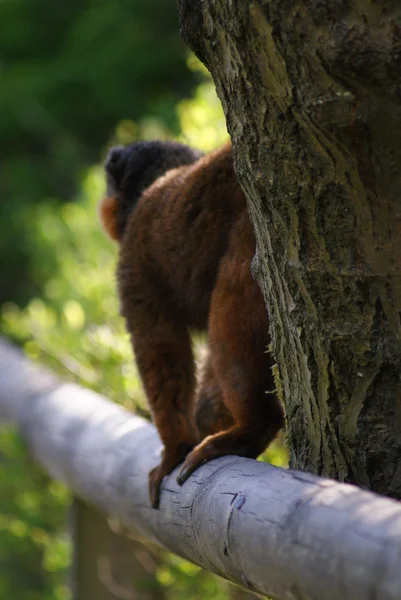 Lemur de bambu dourado - Hapalemur aureus — Fotografia de Stock