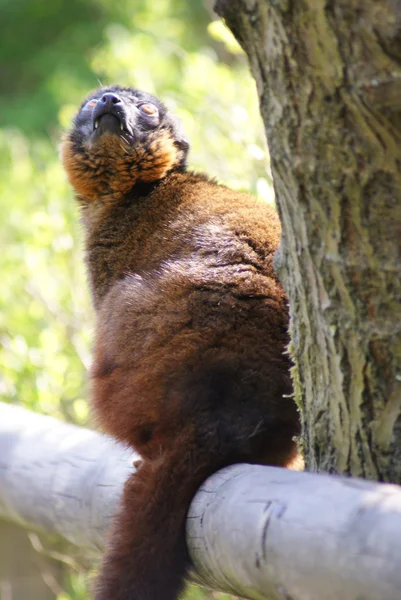 황금 대나무 여우 원숭이-Hapalemur 균 — 스톡 사진