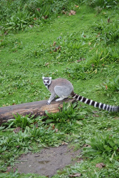 Gyűrűsfarkú maki - lemur catta — Stock Fotó