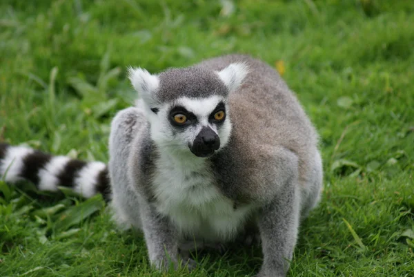 Limone dalla coda ad anello - Lemur catta — Foto Stock