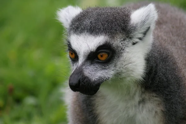 Lemur-de-cauda-anelada - Lemur catta — Fotografia de Stock