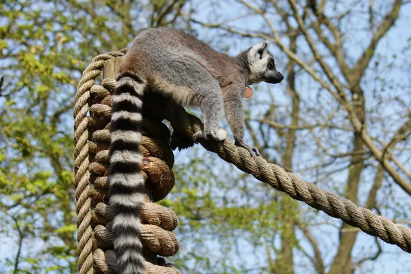 Ring-Tailed Maki - lemur catta — Stok fotoğraf