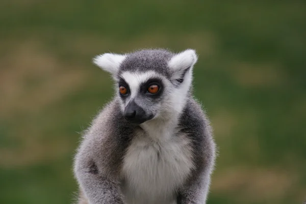 Lémur de cola anillada - Lemur catta — Foto de Stock