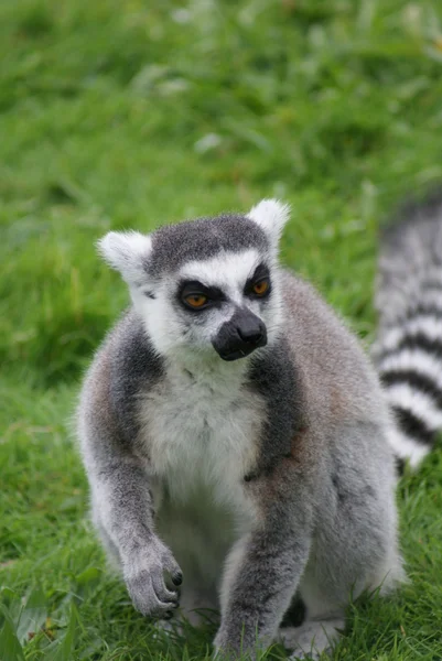 Lémur de cola anillada - Lemur catta — Foto de Stock