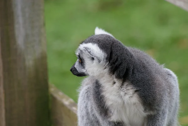 Ogoniasty lemur - lemur catta — Zdjęcie stockowe