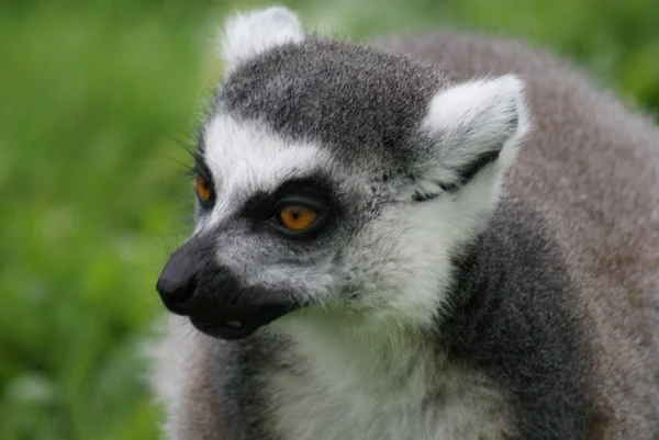 Gyűrűsfarkú maki - lemur catta — Stock Fotó