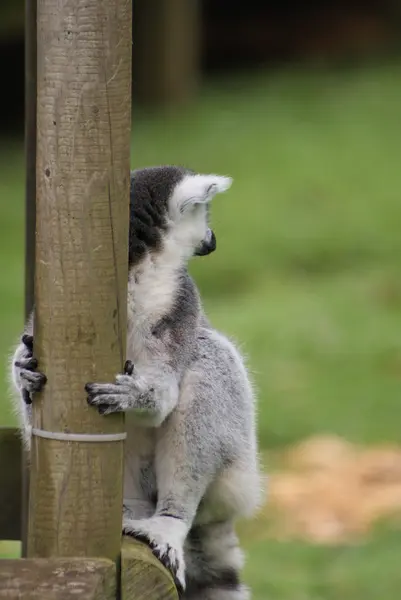 Lémur de cola anillada - Lemur catta — Foto de Stock