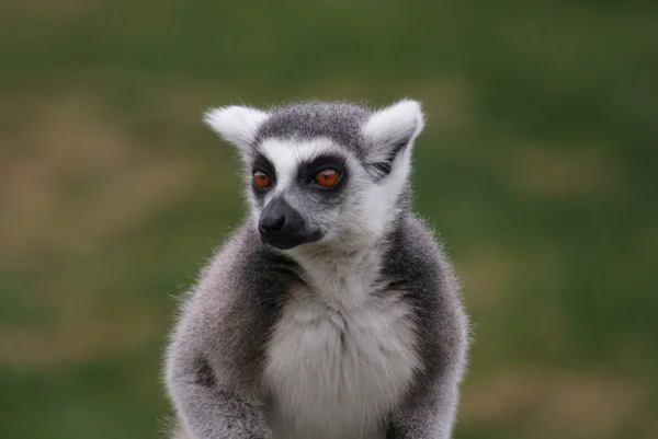 Lemur cu coada de inel - Lemur catta — Fotografie, imagine de stoc