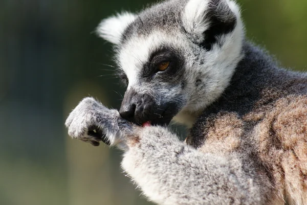 Limone dalla coda ad anello - Lemur catta — Foto Stock