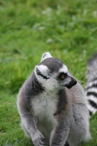 Ogoniasty lemur - lemur catta — Zdjęcie stockowe