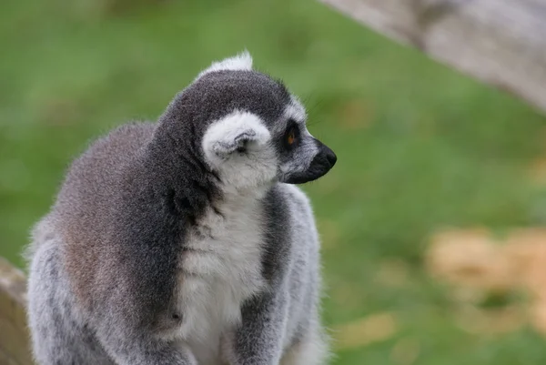 Lémur de cola anillada - Lemur catta — Foto de Stock