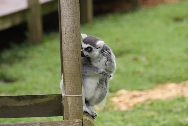 Lémur de cola anillada - Lemur catta — Foto de Stock