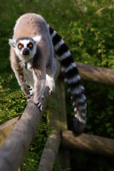 Lémur de cola anillada - Lemur catta — Foto de Stock