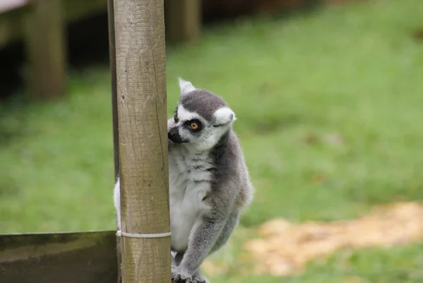 Lemur-de-cauda-anelada - Lemur catta — Fotografia de Stock