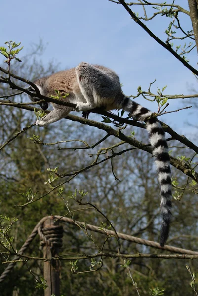 Ring-Tailed Maki - lemur catta — Stok fotoğraf