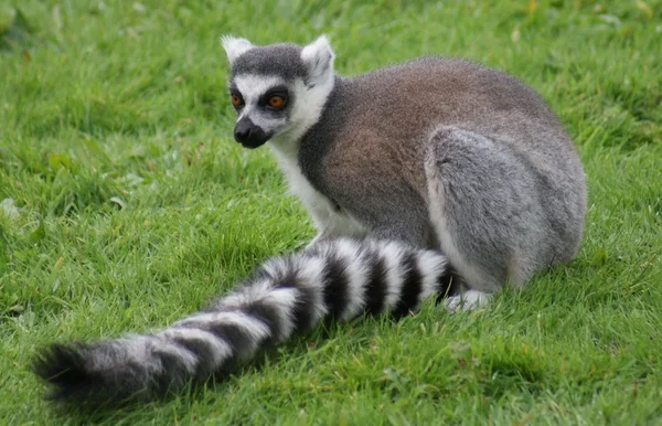 Ogoniasty lemur - lemur catta — Zdjęcie stockowe