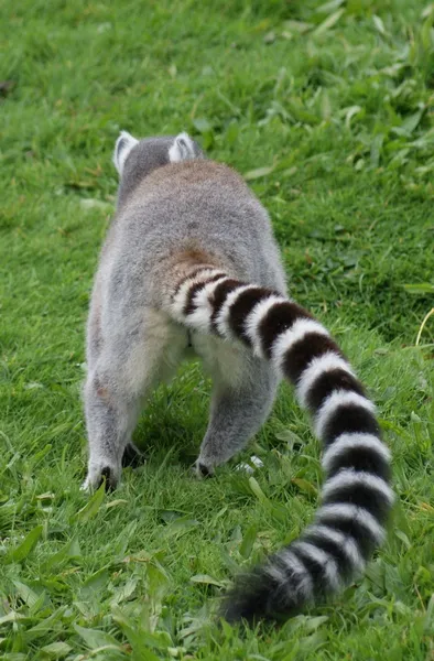 Gyűrűsfarkú maki - lemur catta — Stock Fotó