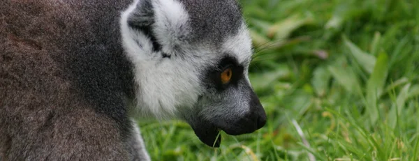 Lemur-de-cauda-anelada - Lemur catta — Fotografia de Stock