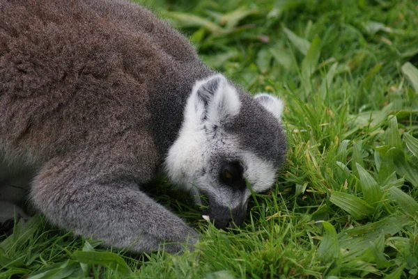 Ring-tailed lemur - lemur catter — Stockfoto