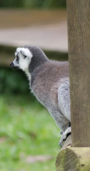 Lemur-de-cauda-anelada - Lemur catta — Fotografia de Stock