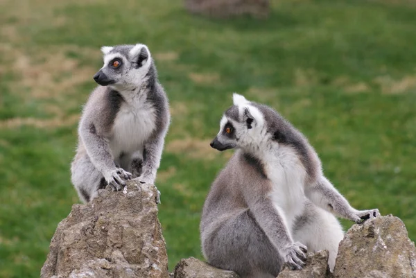 Ogoniasty lemur - lemur catta — Zdjęcie stockowe