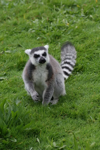 Lemur Kata - Kata — Stock fotografie