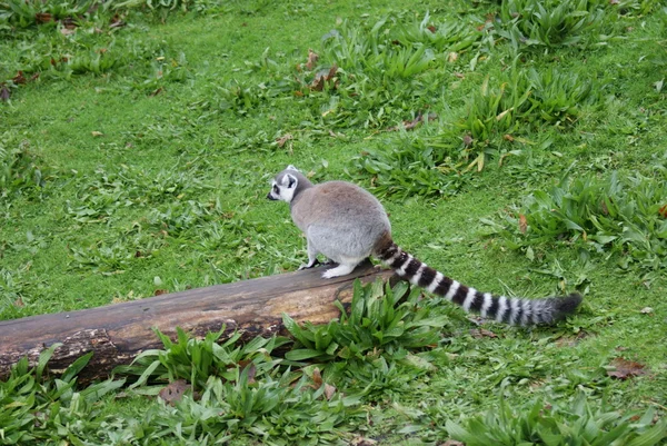 Ogoniasty lemur - lemur catta — Zdjęcie stockowe