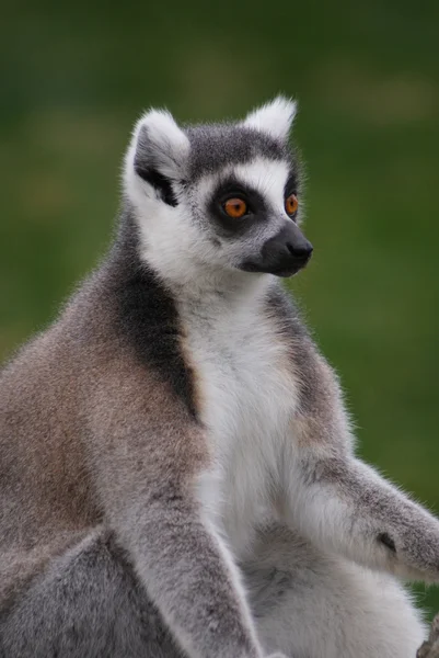 Ring-tailed Lemur - Lemur catta — Stock Photo, Image