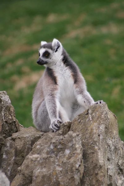 Lemur-de-cauda-anelada - Lemur catta — Fotografia de Stock